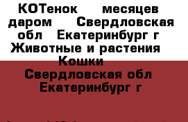 КОТенок,  6 месяцев, даром.. - Свердловская обл., Екатеринбург г. Животные и растения » Кошки   . Свердловская обл.,Екатеринбург г.